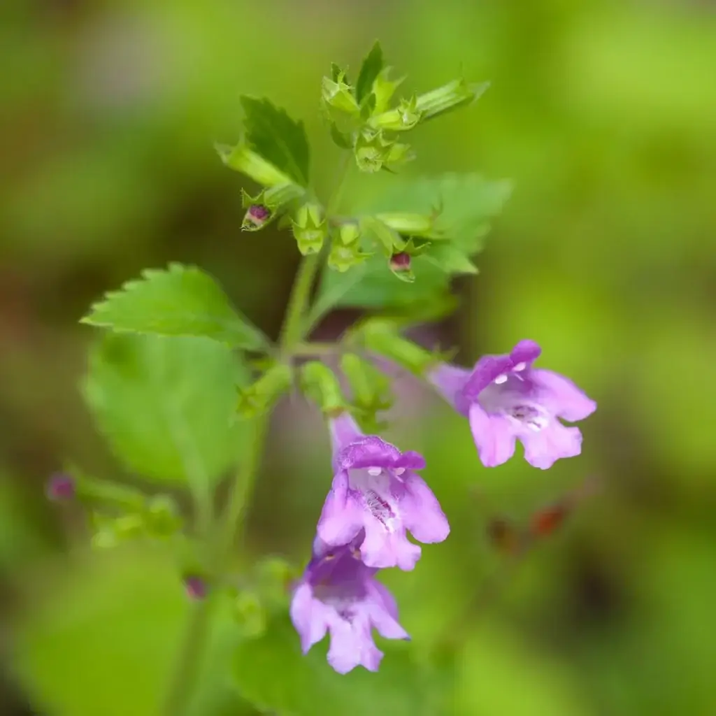 Calament à grandes fleurs en fleur sur le plateau de l’Aubrac, plante utilisée pour la préparation du thé d’Aubrac.